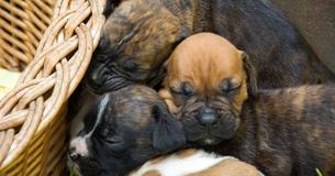 Terminally Ill Man's Dying Wish Is That His Rescue Dogs Find Forever Home