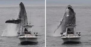 Huge Humpback Whale Bursts Out Of The Ocean Right Next To A Fishing Boat