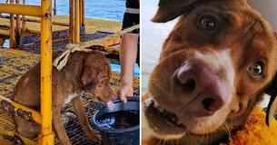 Stranded Dog Discovered Swimming 130 Miles From Shore Gets Rescued By Oil Rig Workers