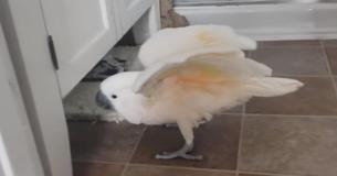 Eine Katze bringt einen Kakadu in die Bredouille und der hat dazu einiges zu sagen