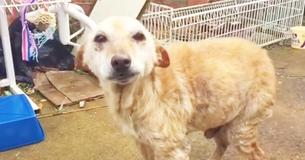 Un vétérinaire est arrêté net en chemin au moment de piquer un chien pour qu'il s'endorme paisiblement