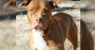 Unwanted Pit Bull Gets Returned To Shelter Ends Up Saving Puppies Abandoned In Plastic Bin