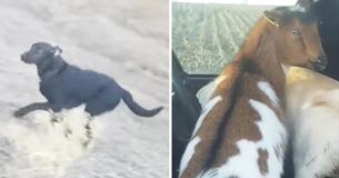 Lost Dog Comes Home With A Goat And A New Dog Friend