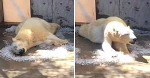Footage Of A Polar Bear Rolling Around In Ice Cubes On A Hot Day At A Zoo