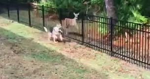 Owner Films Hilarious Video Of Rescue Pup Playing Tag With Deer