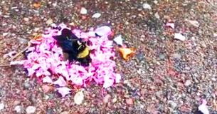 Ants Bring Flower Petals To Cover Deceased Bumblebee In What Looks Like 'Funeral'