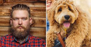 A Man’s Beard Might Carry More Germs Than Dog Hair