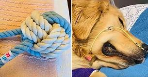 Proprietario di cane condivide uno sconvolgente avvertimento sui giocattoli in corda dopo la morte del suo Golden Retriever