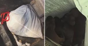 Officer Gets Call About Cries Coming From Dumpster, Discovers 8 Newborn Puppies In Trash Bag