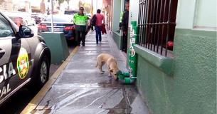 Police Install Brilliant 'Stations' Around Town For Stray Dogs And They Deserve Our Applause