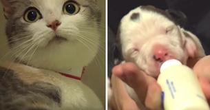 Newborn Pit Bull Puppy Was Left Alone Dying So His Rescuers Put Him Next To The Cat's Babies