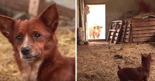 Try Not To Cry As This Sad Puppy Is Reunited With The Cow That Raised Him