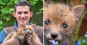 A Farmer Did An Emergency C-Section On A Dead Fox And Saved The Lives Of Her Four Babies