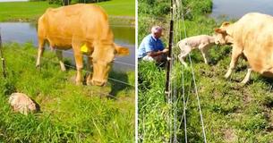 This Calf Is In Danger, So Its Upset Mother Asks For Help From A Total Stranger