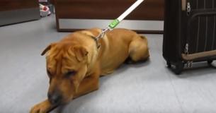 Dog Found Cruelly Abandoned At Train Station Next To A Suitcase Of His Toys.