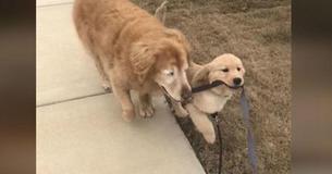 Golden Puppy Becomes Guide Dog For Blind Brother & Their Friendship Is So Beautiful 