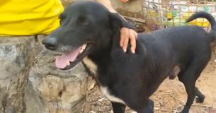 Heroic 3-Legged Dog Saves Life Of Newborn Baby Buried Alive By 15-Year-Old Mom In Thailand