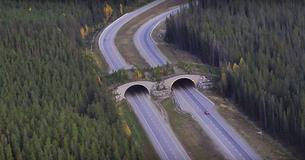 Animal Bridges Over Freeways Are Appearing All Over The World To Save All Sorts Of Creatures