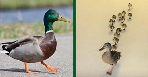 Hospital Witnesses A Baby Duck Parade Every Year And It's The Sweetest