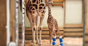 Baby Giraffe Receives Customized Shoes To Heal Rare Foot Condition To Let Him Walk Again