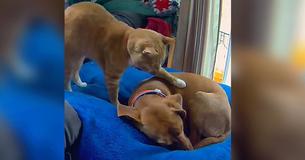 Anxious Dog Finds Comfort In Unlikely Friend While Owners Are Gone