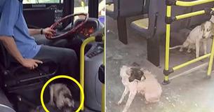 Bus Driver Breaks ‘No Animals’ Rule To Let Stray Dogs On The Bus During Thunderstorm And Captures Everyone's Heart