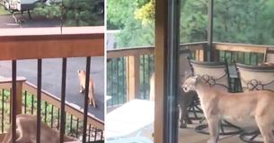 Man Films Group Of Mountain Lions Relaxing On His Porch In Colorado