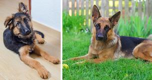 Ausgesetzter Welpe wird Polizist: Suchhund Jack macht große Karriere