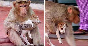 Monkey Adopts A Little Puppy, Protects It From Stray Dogs And Behaves Like Its Natural Parent