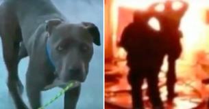 Home Burns Down With Baby In It - Hero Dog Gets Baby To Safety By Her Diaper