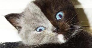 Amazing Little Kitten With Two Faces Became A Vivacious Cat, Winning The Hearts Of Thousands On The Internet