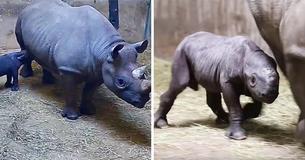 Critically Endangered Rhinoceros Species Gives Birth At Lincoln Park Zoo
