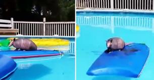 Armadillo Found Chillin' In A Pool And In No Particular Hurry To Leave