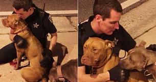 Police Find Injured Pit Bull On Street At 4 Am And Cuddle With Her Until Animal Services Arrive