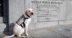 George HW Bush's Old Service Dog Shares Heartwarming Tribute to Late President on Memorial Day