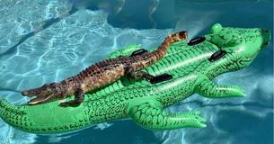 Alligator Found Relaxing On Family's Alligator Pool Float At Airbnb