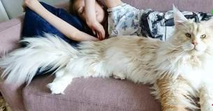 This Enormous Maine Coon Has Made The Internet Obsessed With Him
