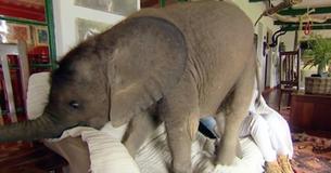 Baby Elephant Follows Rescuer Everywhere - Even To The Couch 