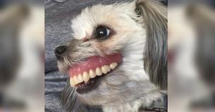 L'homme perd ses prothèses puis regarde sous la table et voit son chien avec un nouveau sourire