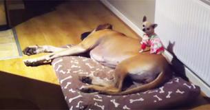 Tiny Chihuahua Will Only Sleep On Top Of Her Big Sister