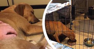 Traurig: Geretteter Hund ist so ängstlich, dass er versucht, sich vor Fotos zu verstecken