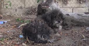 Rescue Agencies Refused To Save Dead-Looking Dog Without Donations - Then Two Angels Step In