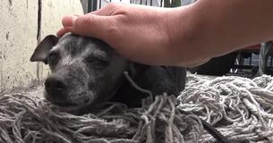 Senior Dog With Broken Tail Found Passed Out On Dirty Mop, Kindhearted Rescuers Step Up To Rescue Her