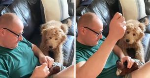 Anxious Dog Watches Owner Perform Lifesaving 'Surgery' On His Favorite Toy