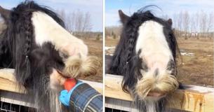 This Hilarious Horse Breed Grows Beards And Mustaches