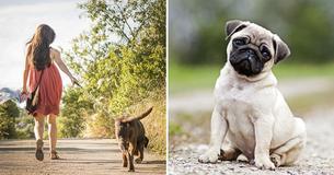 Science Shows Having a Dog is Beneficial For Your Health