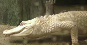 Rare Albino Alligator, Snowflake, Pays Zoo In Illinois A Summer Visit