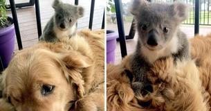 Un Golden Retriever sauve un bébé Koala et le ramène chez lui
