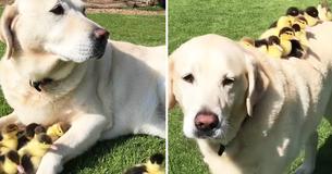 Labrador Took In 9 Ducklings After Mother Duck Vanished – Now He Adopts 6 More