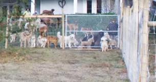 Man Rescues Forty-Six Dogs — He Sets Them Free In Four-Acre Enclosure